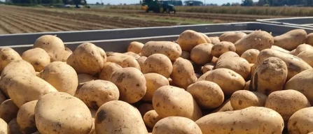 Borsa Patate, stabilito il prezzo-image