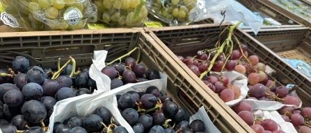 Uva nera con semi, prezzi giù del 16,3%-image