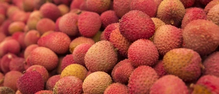 Il litchi dell’Himalaya debutta in Italia-image