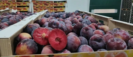 Dai mercati: angurie da 60 cent a 1,30, ortaggi sotto l'euro-image