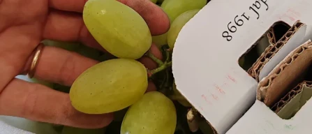 Dal Perù alla Sicilia: uve di emisferi diversi nei mercati-image