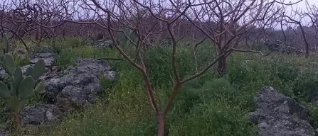 Pistacchio di Bronte, la passione che diventa valore-image