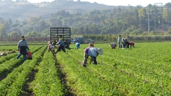 Crisi manodopera: rischio prezzi e addio made in Italy