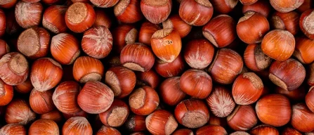 Nocciole, Caporaso: un'annata difficile, ma non impossibile-image