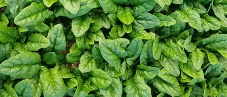 Quarta gamma, niente obbligo di imballaggi compostabili-image