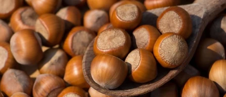 Nocciole, Stati Uniti: previsto un nuovo raccolto record-image