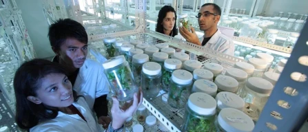 Tea, arriva l'accordo Ue-image