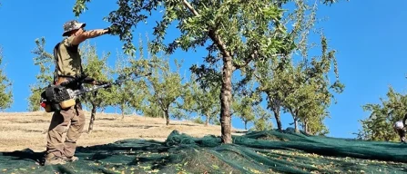 Mandorle, in Sardegna c'è la legge e 15 milioni-image