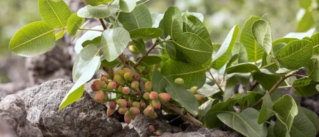 Pistacchio di Bronte, obiettivo consapevolezza-image
