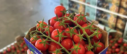 Dai mercati: pomodorini fino a 8 euro, l'uva si vende poco-image