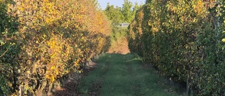 Siccità e caldo, Apofruit chiede interventi strutturali-image