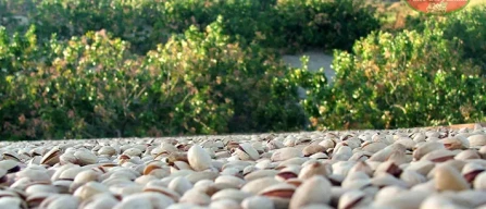 Pistacchio, nella Valle del Platani scorte già finite-image