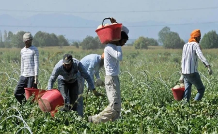 Caporalato, a Modena la Rete per lavoro agricolo di qualità