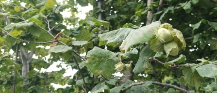 Nocciole dei Nebrodi, Ioppolo: "Intervenire su produzione"-image