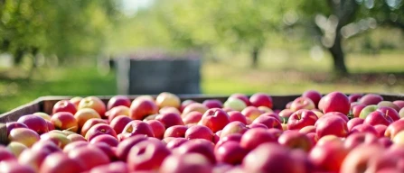 La Russia proroga l’embargo agroalimentare fino al 2028-image