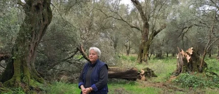 Nuovo attentato contro Patrizia Rodi: a fuoco kiwi e ulivi-image