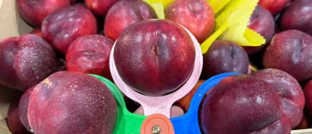 Dai mercati: bene il caldo per la frutta, prezzi sostenuti-image