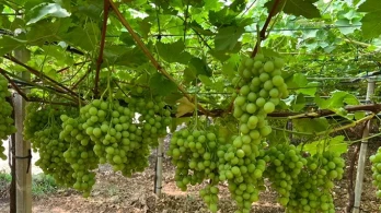 Uva da tavola, un progetto sperimentale per la filiera