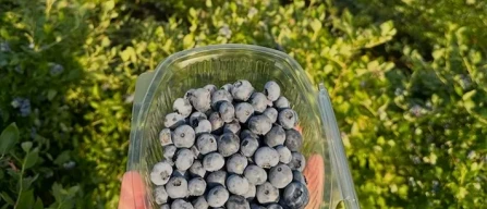 Ingrosso piccoli frutti: mirtilli anche sotto i 10 euro-image