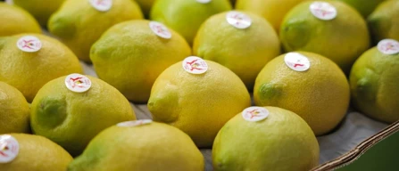 Flessibilità, adattabilità, costanza: mantra Cai per la Gdo-image