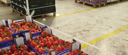 Dai mercati: pomodori in (leggero) rialzo, calo primizie-image