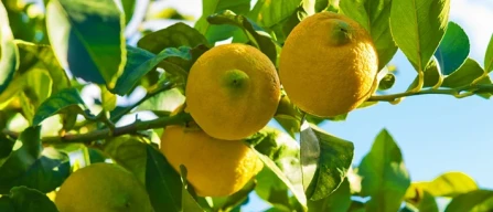 Mercato limoni 2026: effetto domino globale-image