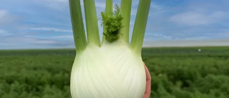 Cora Seeds, Achille debutta a Macfrut-image