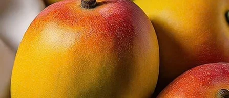 Mango Alphonso in crisi: in India raccolti giù del 90%-image
