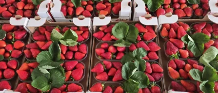 Ingrosso piccoli frutti: fragole da 4 a 5 euro, lamponi a 20-image
