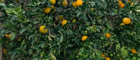 Dalla Calabria con amore: arance fresche e a portata di clic-image