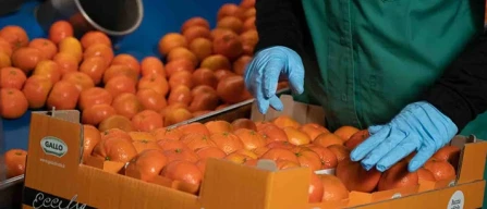 Mandarino Tango Gold, campagna in piena attività-image