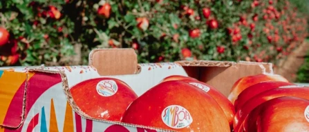 Sambóa, dal primo settembre al via la nuova campagna-image