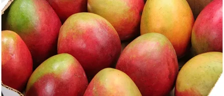 Il frutto dell’estate? E' il mango, parola di de Bortoli-image