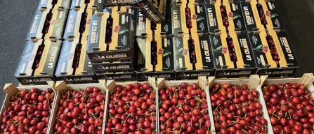 Dai mercati: crollo pomodori, ciliegie a 18 euro-image