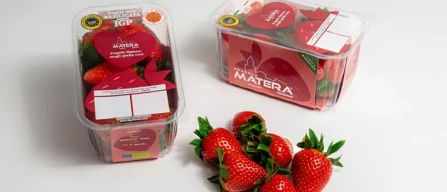 Primavera, è tempo di Fragola Matera Igp-image