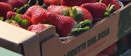 I Frutti del Sole: l'innovazione come punto di forza-image