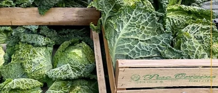 Dai mercati: patate tedesche sotto i 30 cent, cavoli a 50-image