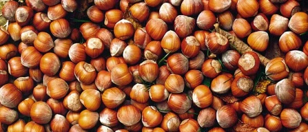 Nocciola del Piemonte: tante potenzialità. Ma i volumi?-image