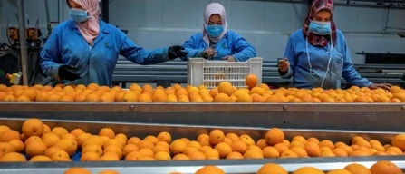 Arance egiziane contestate anche dai produttori spagnoli-image