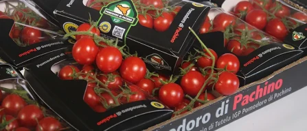 Export e sostenibilità, il pomodoro di Pachino guarda avanti-image