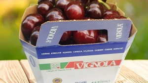 Ciliegia di Vignola Igp: il pack che educa e tutela