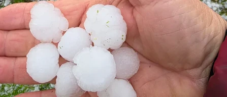 Maltempo: neve, grandine, gelo e danni all'agricoltura-image