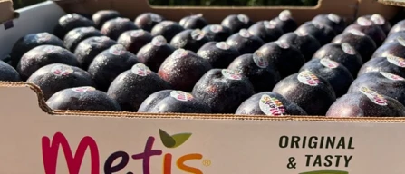 Metis Italia, dieci anni per fare premium la susina-image