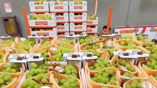 Prezzi uva online: bianca con semi +8,7%, seedless +7,5%