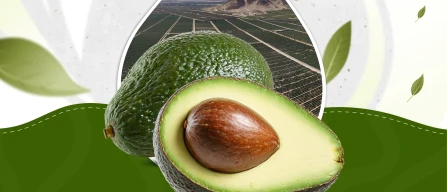 Mercosur: l’avocado apre la strada agli standard europei-image