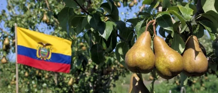 Via libera all’export delle pere italiane in Ecuador-image