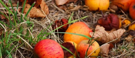 Residui di frutta in quota, l'impatto ambientale è negativo-image