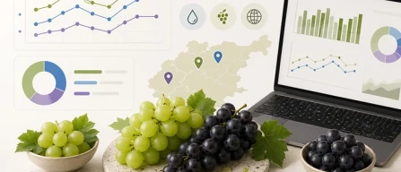 Uva da tavola, prezzi 2026 più bassi del biennio precedente-image