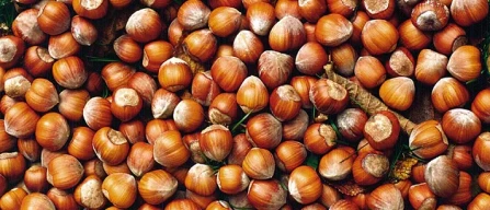 Salgono i prezzi per la Nocciola Piemonte Igp-image