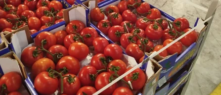 Dai mercati: pomodori in discesa, ma Ciliegini a 5 euro-image